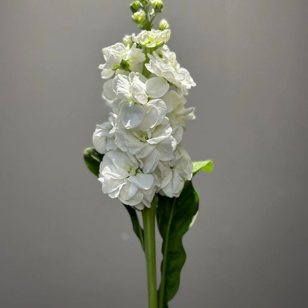 กล้วยไม้