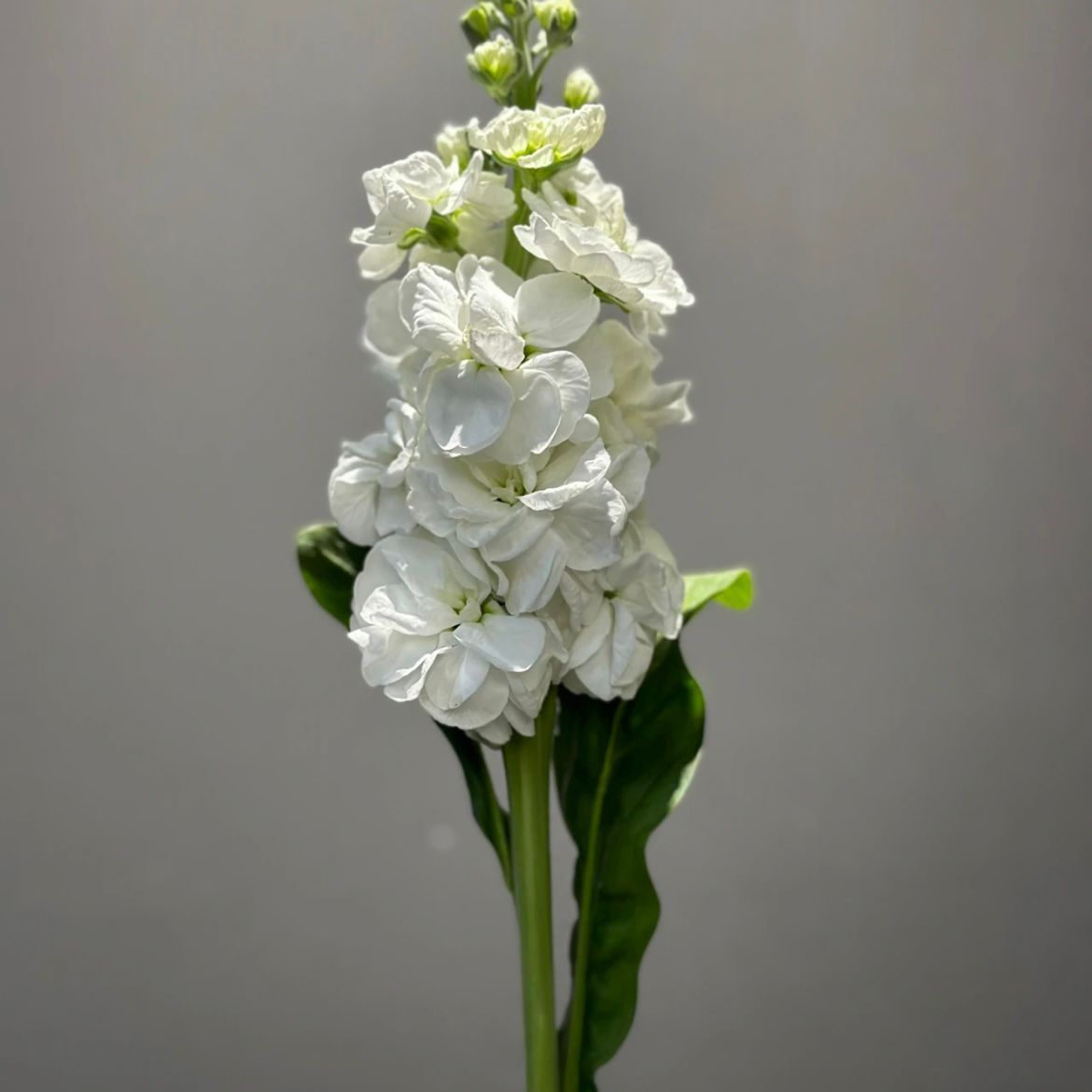 กล้วยไม้