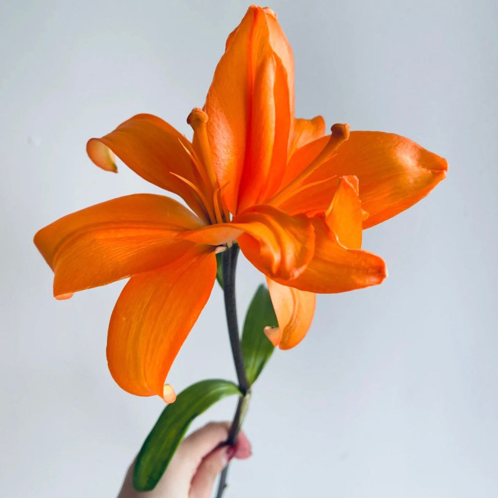 ดอกลิลลี่