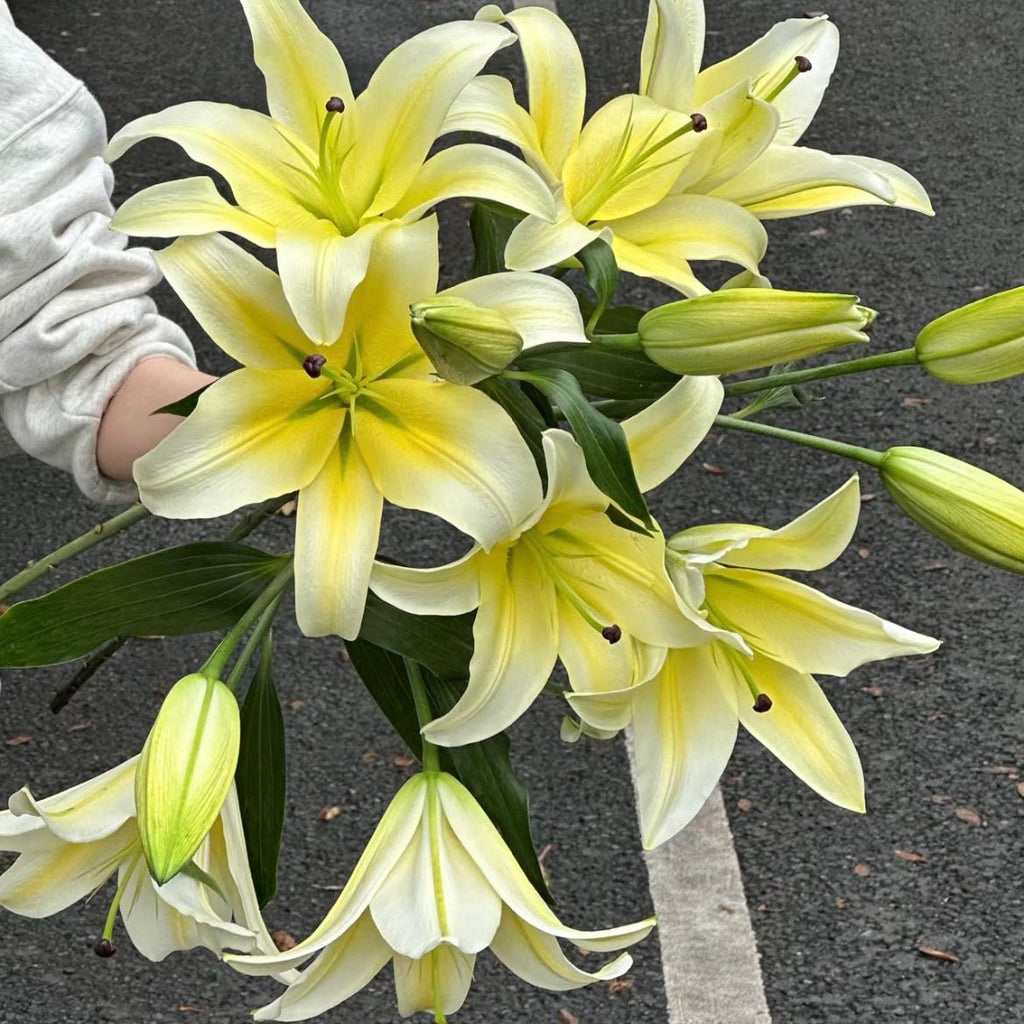 ดอกลิลลี่